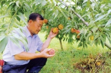 예천 복숭아 최고 품질 자부합니다