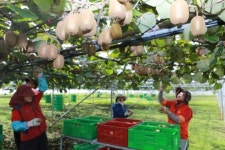 제주키위, 제2 소득과수로 육성한다