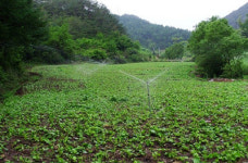 임산물과 어린 묘목을 지켜라