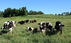 제주라는 프리미엄, 낙농과 만나다