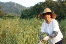 클레오파트라가 애용한 이집트 채소, 몰로키아