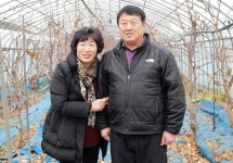 하우스 대추 재배로 품질·수익 향상