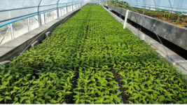 경북농업기술원, 고추 유기재배 연구 본격 나서