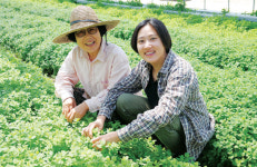 농업에서 희망 찾은  25세 당찬 허브공주