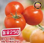 뿌리활착과 저장성이 뛰어난 동유250 주목