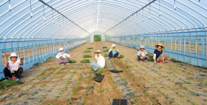 일하고 싶은 어르신들 모여라~ 농촌 마을공동농장