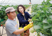 인심 좋은  딸기 체험농장에서 화목한 가정의 꿈 이루세요