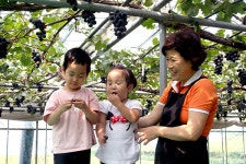 추석은 다가오는데 과일 수확은 아직…