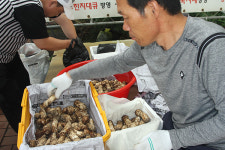 충청권 자연버섯, 청천면에 다 모인다
