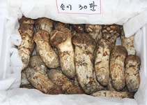 충청권 자연버섯, 청천면에 다 모인다