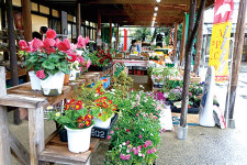 위기를 기회로 꽃 소비문화 바꾸자