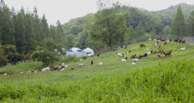 산지생태축산, 염소가 가장 효과적
