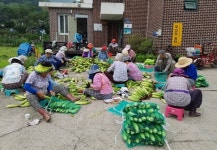 경기도, 농촌마을 공동농장 확대 조성