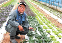 쌈채소 직거래 쉽지만 수입은 어렵다 확신