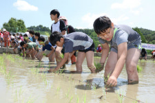 화령, 화동 초등학교 어린이 모내기 체험