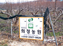 45년 배농사의 결실, G마크