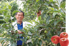 맛보면 안 사고 못배기는 연천사과
