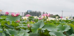 연꽃이 피었습니다~