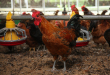 한국형 토종닭 우리맛닭, 부활 날갯짓