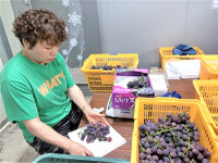 잡식성 농사 후 선택한 포도·표고버섯