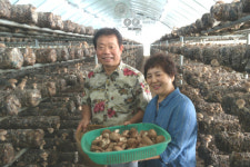 표고버섯 재배 역사 새로 쓰다