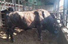 전남도 축산연구소, 칡소 산업화 기반 조성에 박차