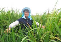 흑미 주산지 진도에 기능성·맞춤형 품종 선물