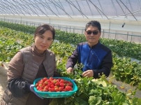 설향 ‧ 금실 ‧ 메리퀸의 딸기맛 비교해 보세요~