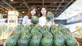 경남 함안 수박 첫 출하 ,하나로마트에서 만나보세요