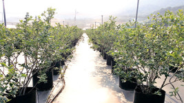 블루베리 가꾸는 귀농귀촌 전도사