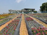 동오시드, 국산초화 보급 확대 본격 추진