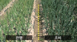 조비, 속효성 비료 스피드NK·스피드추비 추천