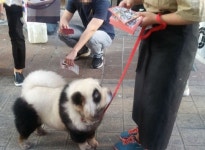 명동 동물 호객꾼 판다인가  차오차오인가? 대체 너는 누구냐