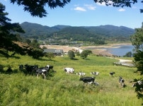 “가을철 젖소 방목하면 면역력 증가”