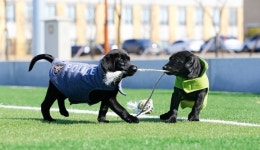 복제 특수목적견 활약 ‘눈에 띄네’