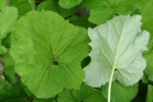 곰취 곤달비 약점 보완 그린베어 개발