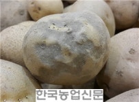 “씨감자 서서히 온도 내려 탄저병 막아요” 