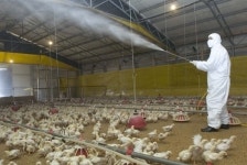 평택 산란계 농장 AI 발견, 경기 이동중지 명령