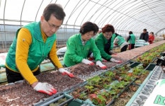 이시종 지사, 옥천서 딸기 수확 구슬땀