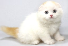 마포고양이분양 그린캣, 자체출산 건강한 묘종 50% 할인 이벤트