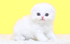 고양이분양업체 나비캣...고양이 발톱 손질하는 법 안내