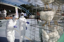 농식품부 AI‧구제역‧아프리카돼지열병 가상방역훈련 실시