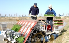 음성군, 감곡면에서 2ha…첫 모내기 시행