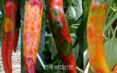 고추 칼라병 확산↑…농가 주의보