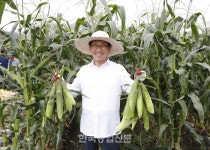 괴산대학찰옥수수 첫 출하