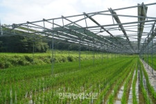 [기획-양날의 컴 태양광① 영농형 태양광 수익성은] 영농형 태양광, 발전·경작 한번에…소득 보장 확실한가