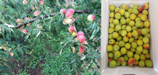 [기획] 홍매실, 시장도매인이 판로 뚫었다