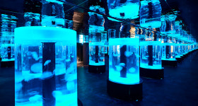 국내 최대 규모 아쿠아리움 브랜드 아쿠아플라넷 광교 오픈