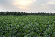 삼성물산 인니팜법인 친환경 경영 ISO 14001 인증