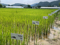 [뉴스팜리포트] 건강밥상을 위한 볍씨의 변신 : 토종볍씨, 5천년 한민족의 밥맛①